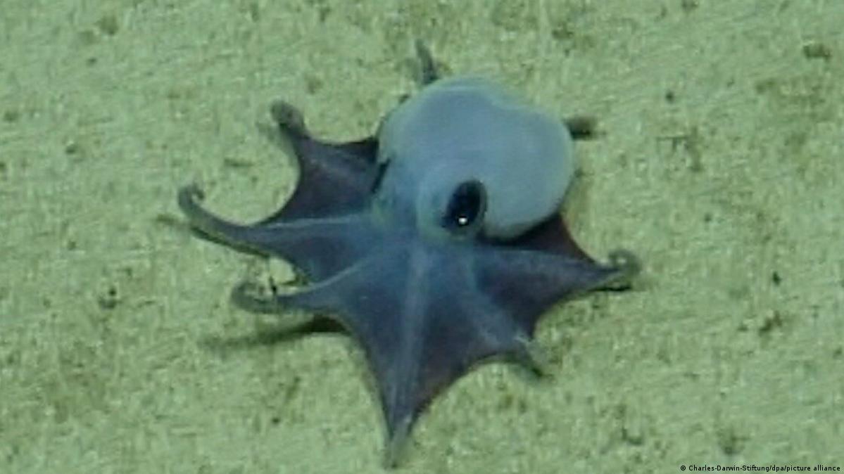 Descubren nueva especie de pulpo azul en las profundidades de las islas Galápagos