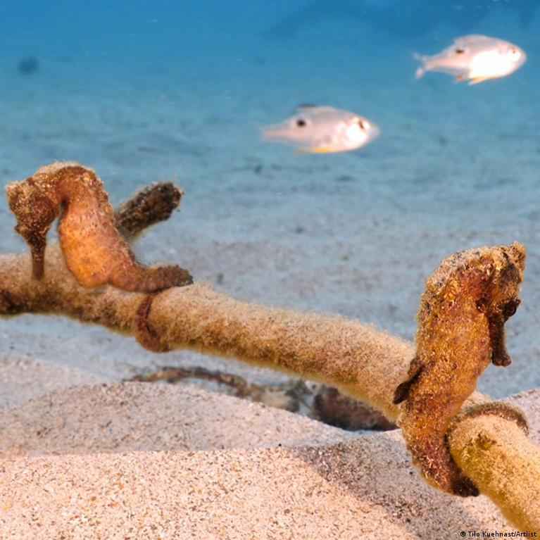 Seahorse safaris boost Mozambique coastal comeback