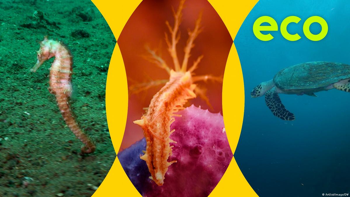 Seahorse safaris boost Mozambique coastal comeback