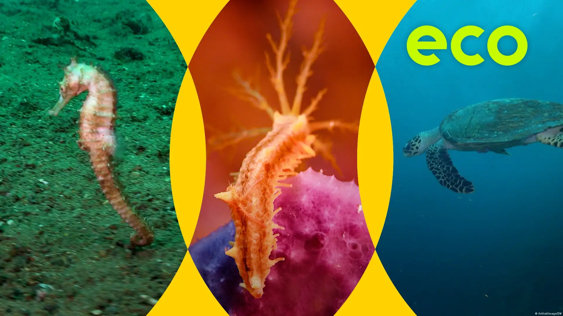Seahorse safaris boost Mozambique coastal comeback