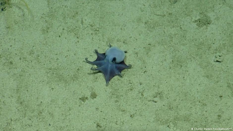 Scientists discover new little blue octopus in Galapagos Islands