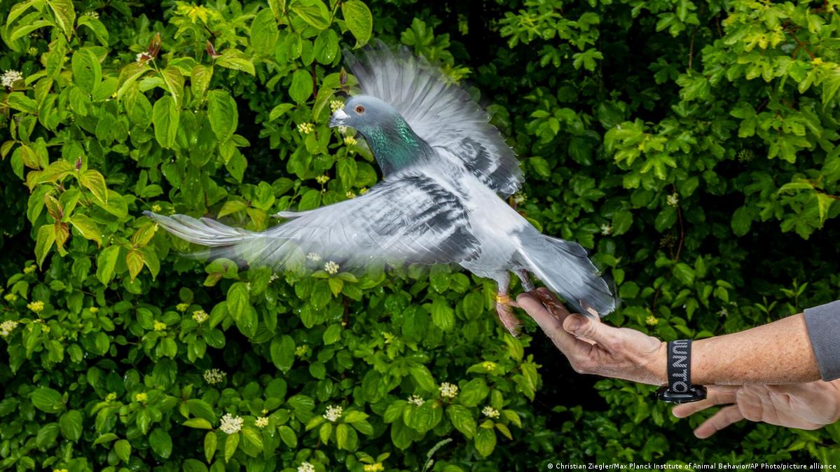 This image provided by the Max Planck Institute of Animal Behavior shows a scientist releasing a homing pigeon in May, 2026, in Konstanz, Germany.