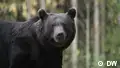When bears roamed the streets of a Romanian resort