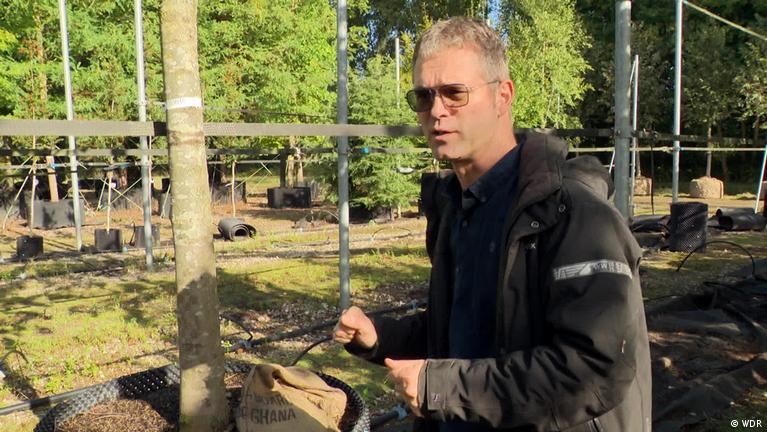 Dutch nursery grows shade-heavy trees for warming cities