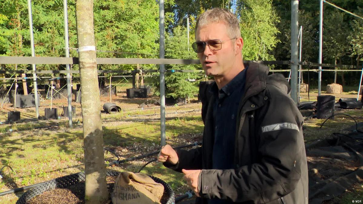 Diese Jungbäume spenden sofort nach dem Einpflanzen Schatten
