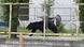 Asian black bear sighted in Fukushima An Asian black bear is spotted on the premises of a company in Fukushima, northeastern Japan, on June 2, 2026 Asian black bear sighted in Fukushima An Asian black bear is spotted on the premises of a company in Fukushima, northeastern Japan, on June 2, 2026
