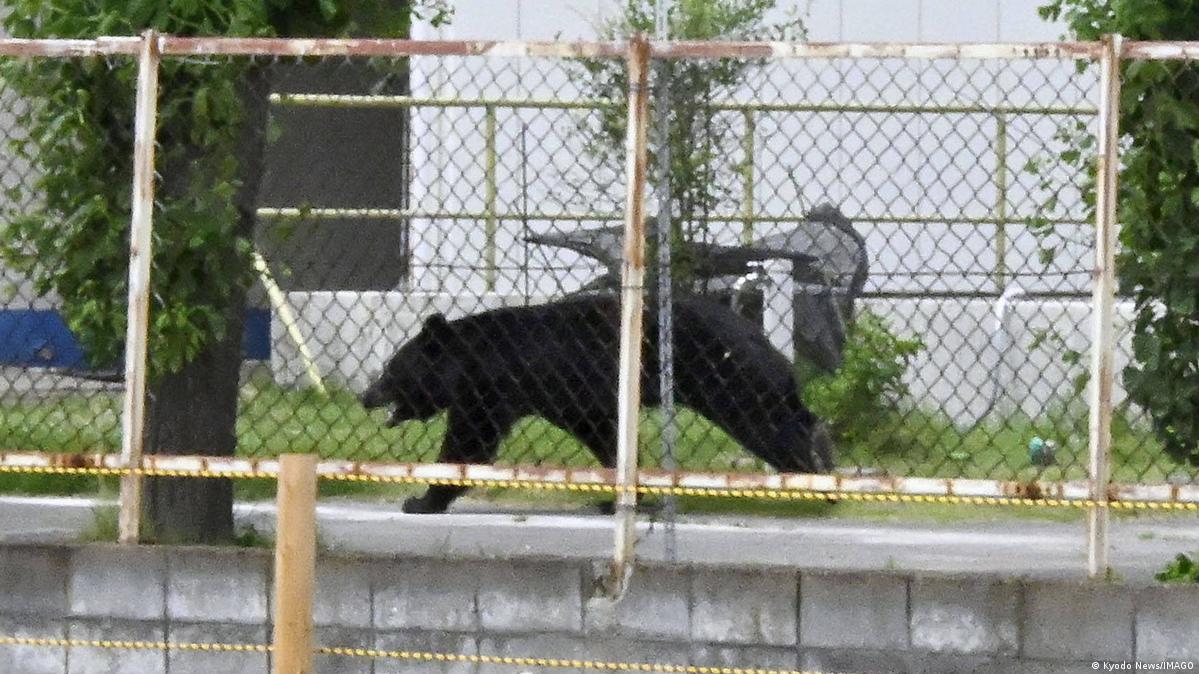 Asian black bear sighted in Fukushima An Asian black bear is spotted on the premises of a company in Fukushima, northeastern Japan, on June 2, 2026