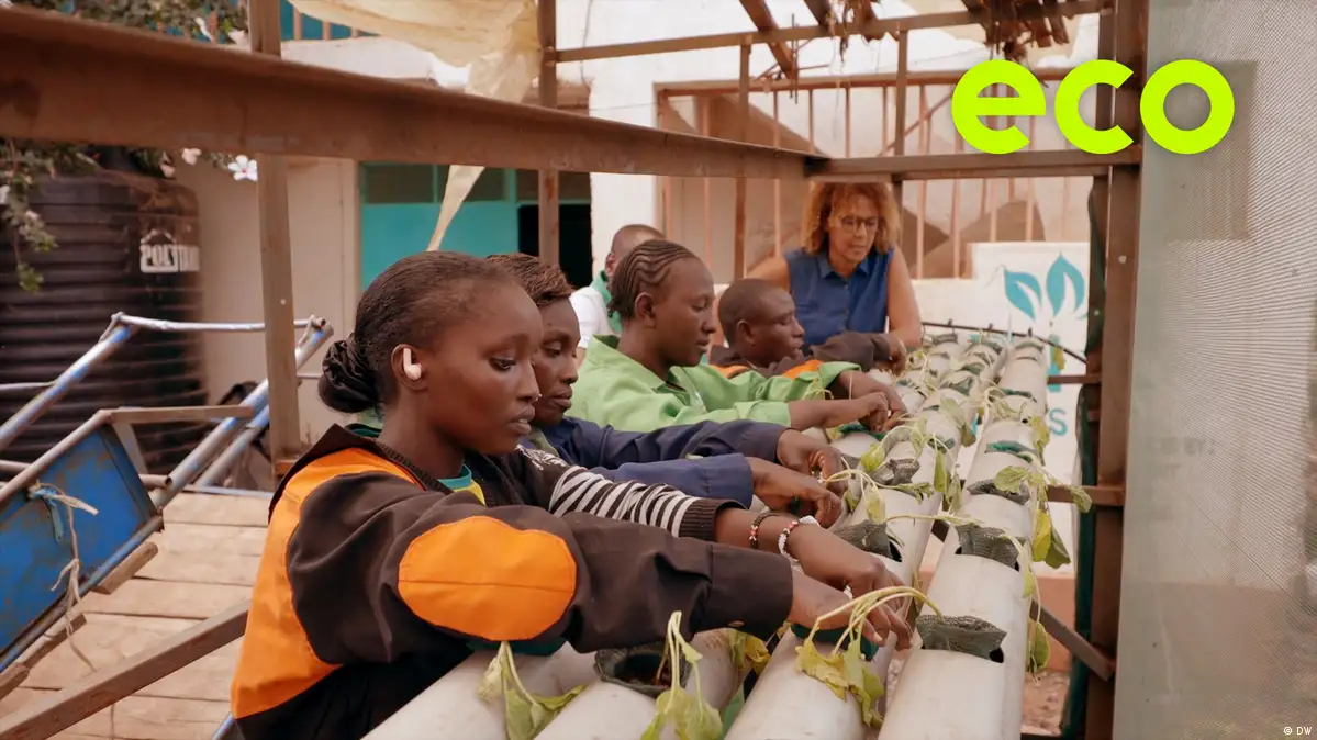 Growing food in the sand with algae, purifying rivers with coal