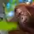 Kalimantan, Indonesia 2022 | Orang utan di taman nasional Tanjung Puting, Borneo.