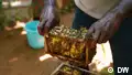 Tiny bees hiding in homes could save India's food supply