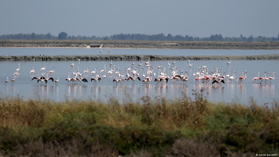 Flamingo në lagunën e Nartës