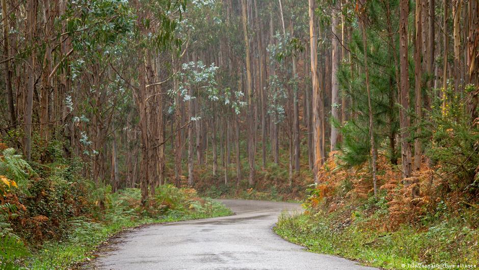 El árbol australiano que da forma a los incendios forestales del mundo.