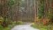 A narrow road weaves through a eucalyptus plantation A narrow road weaves through a eucalyptus plantation