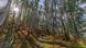 Pessoa caminha em floresta de eucaliptos