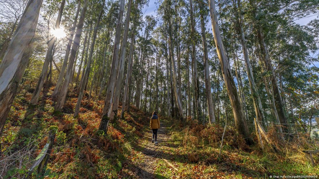 Pessoa caminha em floresta de eucaliptos