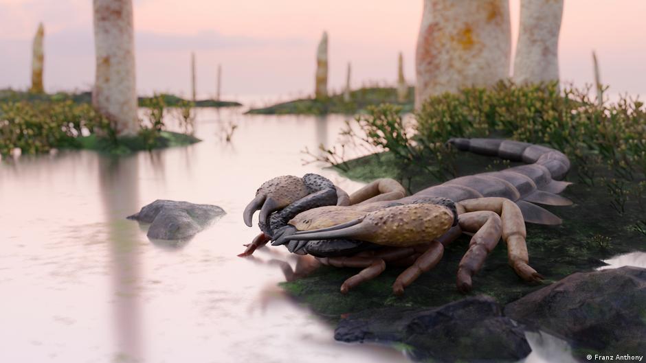 They find the greatest known scorpion: as big as a child