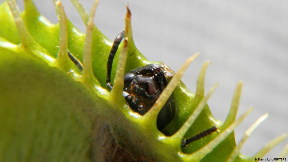Científicos descubren cómo funciona la trampa veloz de la planta carnívora Venus atrapamoscas