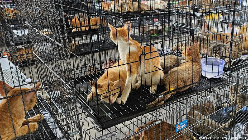 Vietnam'da 500 kedi et çetesinin elinden kurtarıldı