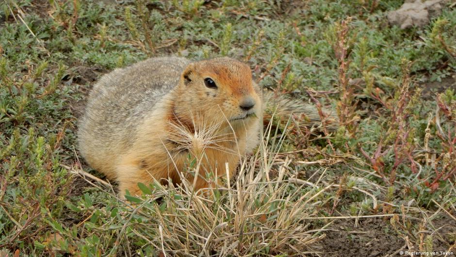 "Zombis del Pleistoceno": heces congeladas de ardillas tenían ADN de mamut y otros animales