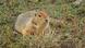 Ardilla terrestre en una tundra. Ardilla terrestre en una tundra.