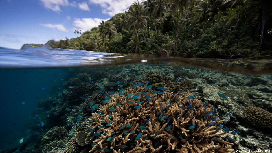 Científicos hallan más de 160.000 km² de arrecifes de coral capaces de sobrevivir a la crisis climática