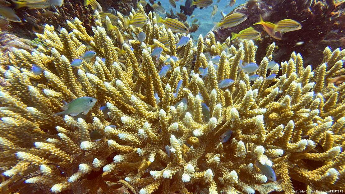 Coral rodeado de peces. Coral rodeado de peces.
