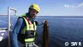 Is this slimy, brown algae off Norway's coast future food?