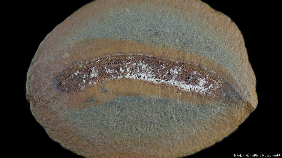 Fósil de un depredador con aspecto de cocodrilo cambia algo que creíamos saber sobre la evolución terrestre