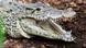 A Cuban crocodile at Paignton Zoo in Devon, England, in a file photo from July 2024 A Cuban crocodile at Paignton Zoo in Devon, England, in a file photo from July 2024