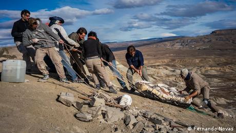 Por que a América do Sul vive "era dourada" dos dinossauros