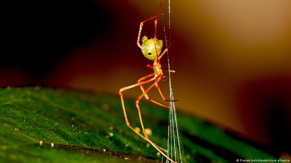 La trampa de la araña ballesta: el sofisticado sistema mecánico que catapulta hormigas a su muerte