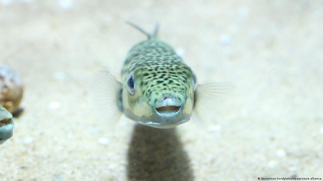 Foto do peixe nadando no fundo do mar