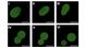 Imagen de microscopía fluorescente de SpudCell, la célula sintética, durante su proceso de división.
