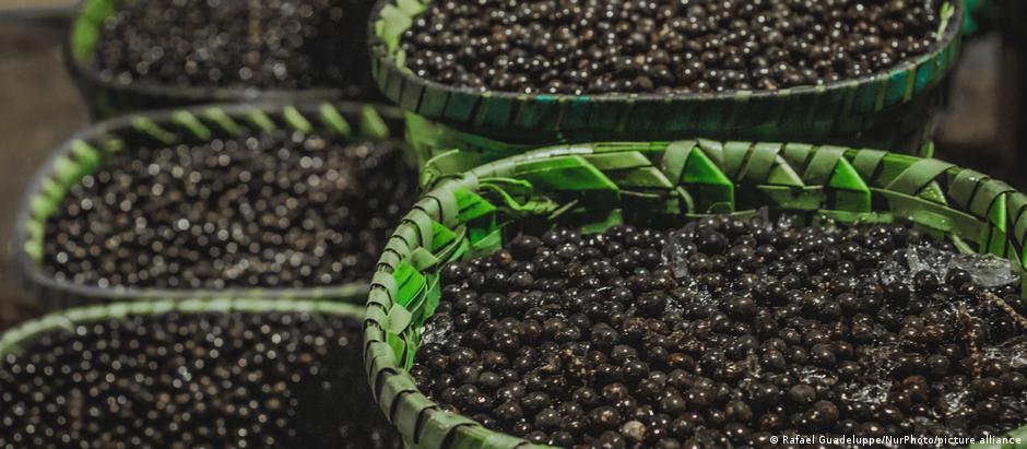 Em 2023, Brasil exportou mais de 60 mil toneladas de açaí 