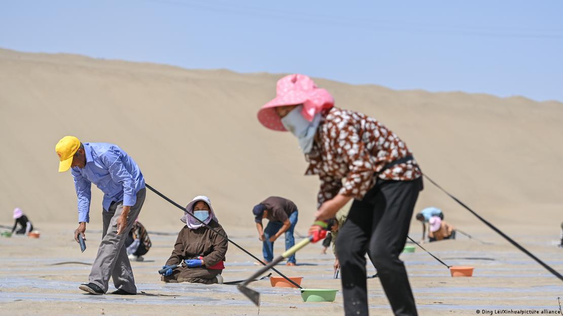 Agricultores cultivan calabazas en terreno ganado al desierto de Taklamakán.