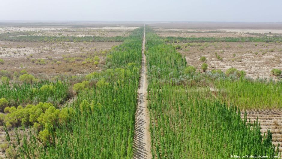 China sembró 66.000 millones de árboles para frenar el desierto. Décadas después, algo raro pasó