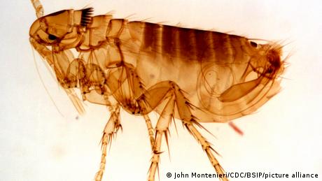 Die Pest – heute genauso gefährlich wie im Mittelalter