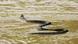 Serpiente nadando. Serpiente nadando.