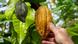 ¿Qué secretos guardaban los árboles de cacao que crecen desde hace generaciones en las fincas de Perú? ¿Qué secretos guardaban los árboles de cacao que crecen desde hace generaciones en las fincas de Perú?