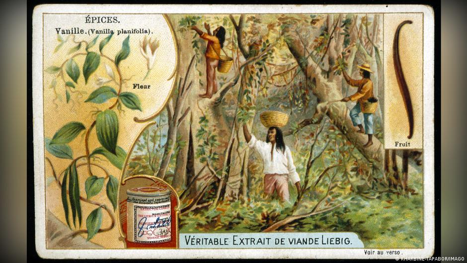 Lịch sử vanilla: Câu chuyện đằng sau hương vị tưởng chừng bình dị