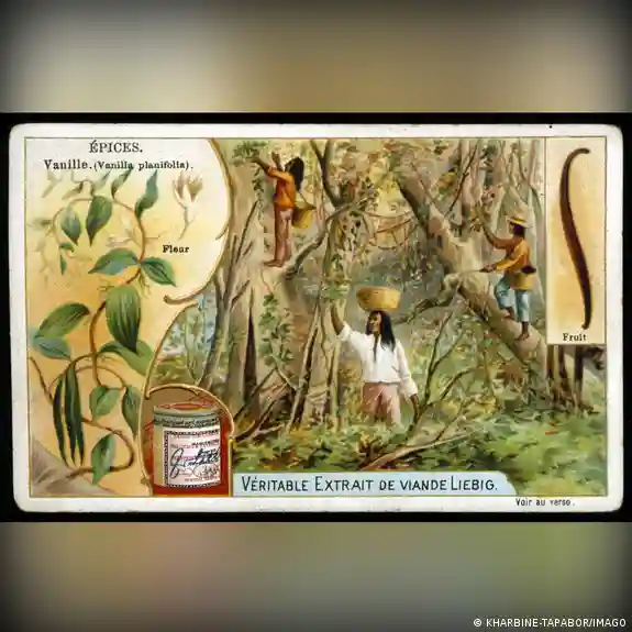 How vanilla's history is not so … 'vanilla'