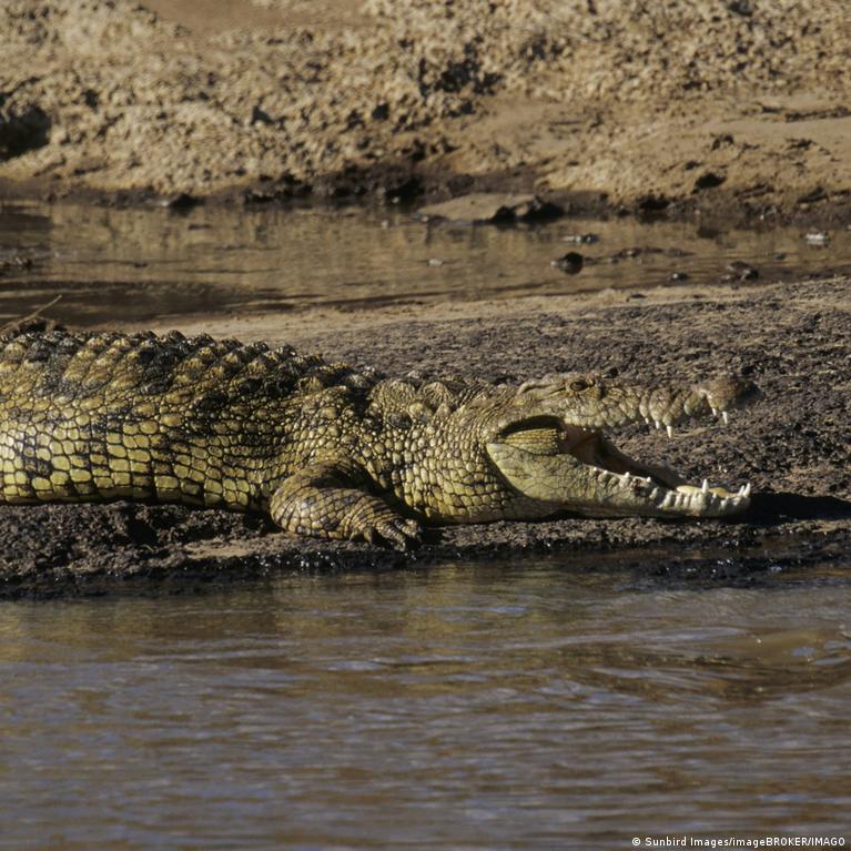 Israel clears way for crocodiles to stop prison breaks