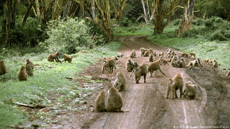 Monos y niños comparten algo más de lo que se creía: una misma intuición geométrica