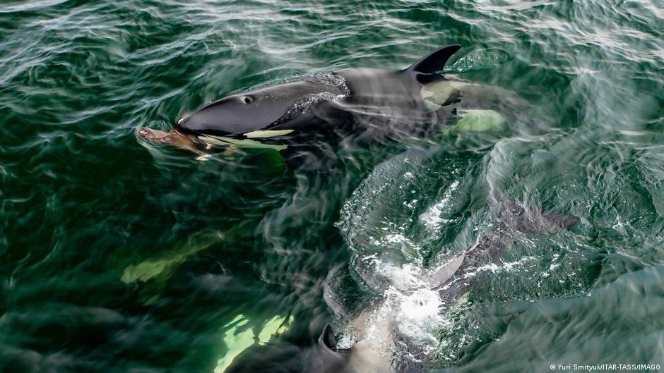Orcas embisten a un pez luna con tanta fuerza que lo destrozan en mil pedazos