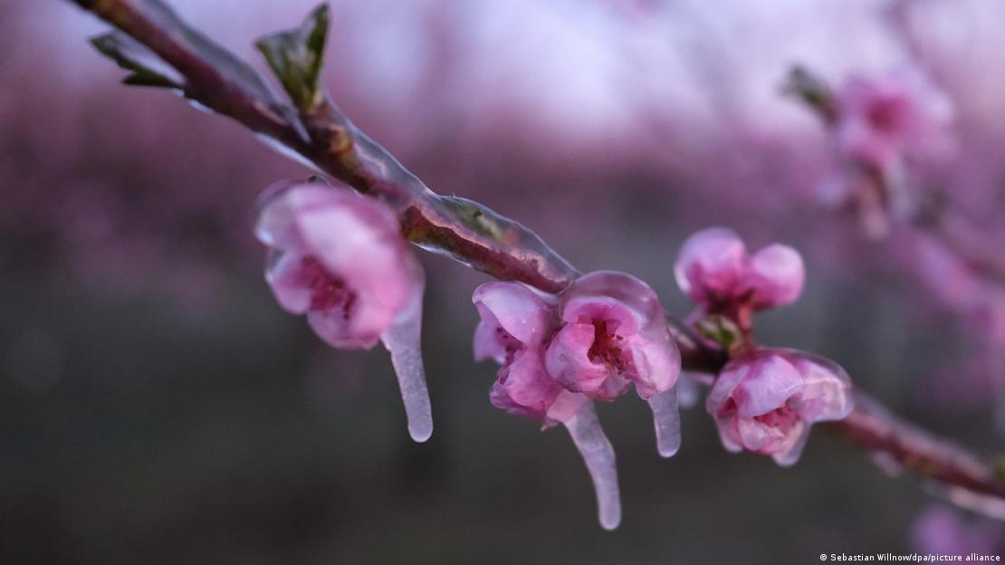 Peach buds are covered in ice for protection