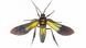 Polilla tigre Macrocneme, bosque nuboso, Mashpi, Ecuador