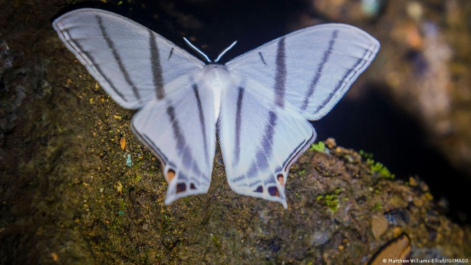Identifican más de 8.000 nuevas especies de insectos en Ecuador