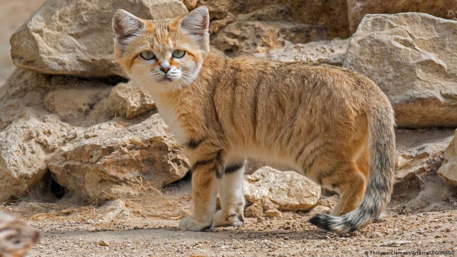 Cómo un video de YouTube probó la existencia del gato de las arenas en Libia