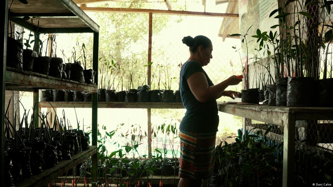 Una imagen de una mujer en del documental "Mujeres del manglar". Una imagen de una mujer en del documental "Mujeres del manglar".