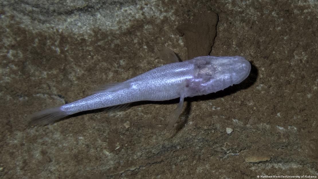 Demogorgonichthys arcanus